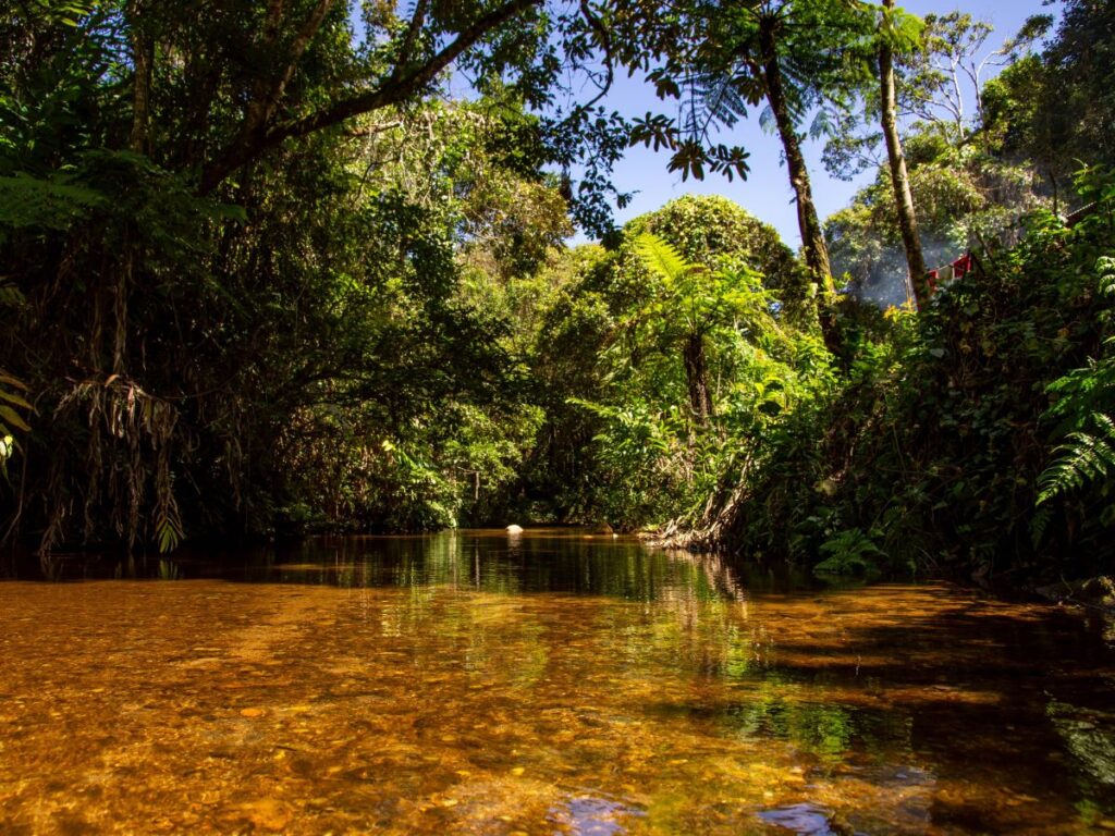 Image d'un étang calme et paisible, à l'ombre d'une forêt dense et verdoyante.