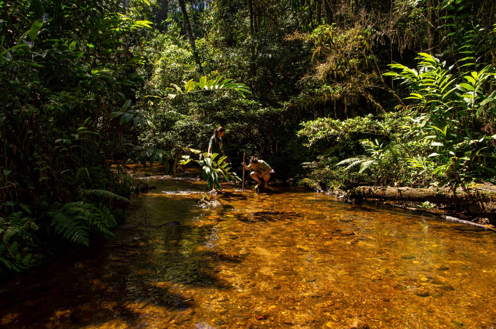 Image of two people peering into a placid creek surrounded tall green trees.