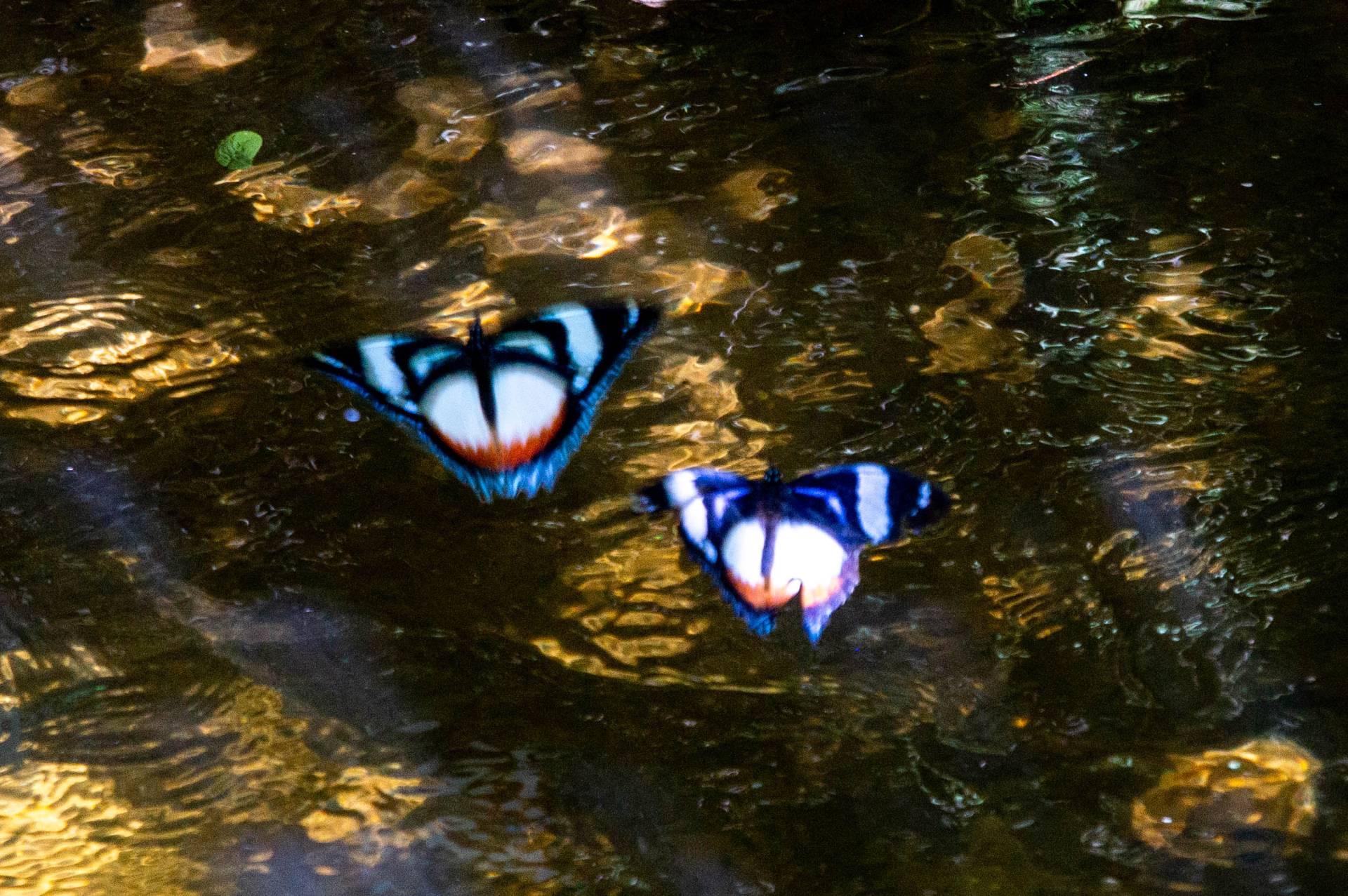 Image of two brightly colored butterflies hovering over water in dappled sunlight.