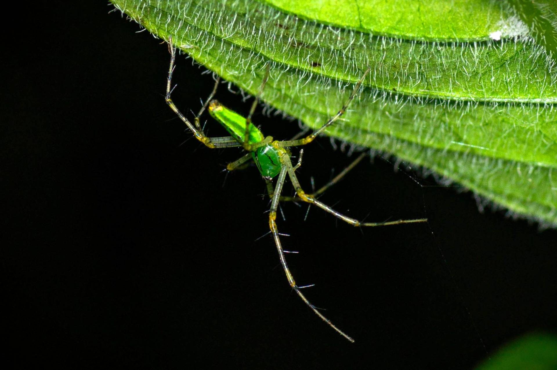 Image of a bright-green spider with very long legs, walking upside down on a green leaf.